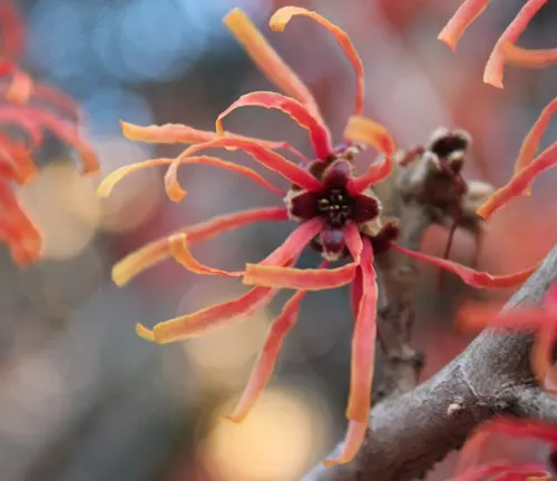 Vibrant orange witch hazel blossoms on a branch at Presque Isle State Park