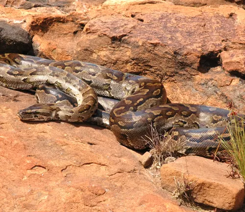 Python sebae basking on rocky terrain
