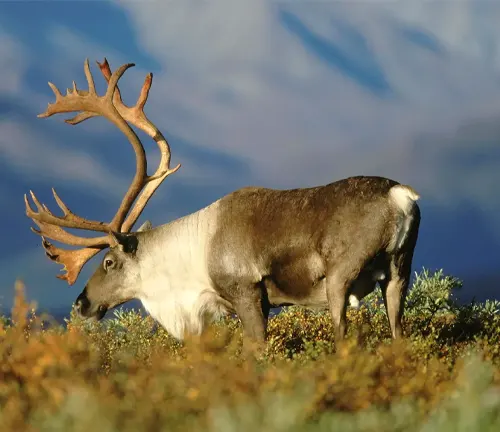 Barren-Ground Caribou with large, impressive antlers grazing in a field