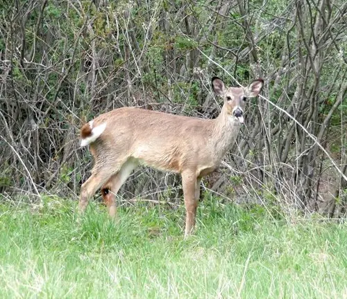 Virginia White-tailed Deer standing alert in a grassy field with a wooded area in the background