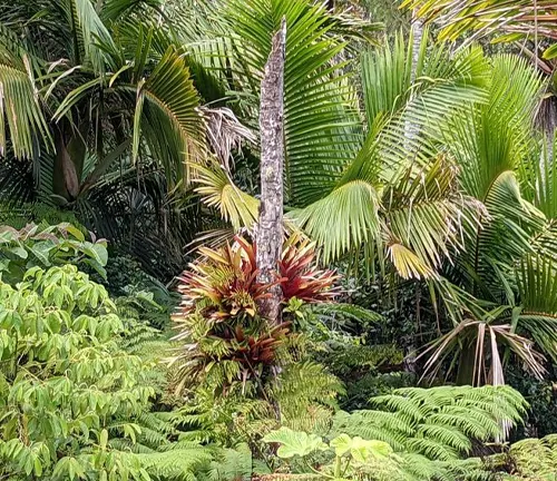 Lush greenery and diverse plants in El Yunque National Forest