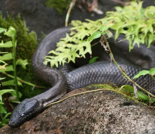 A snake resting on a rock surrounded by green foliage in El Yunque National Forest