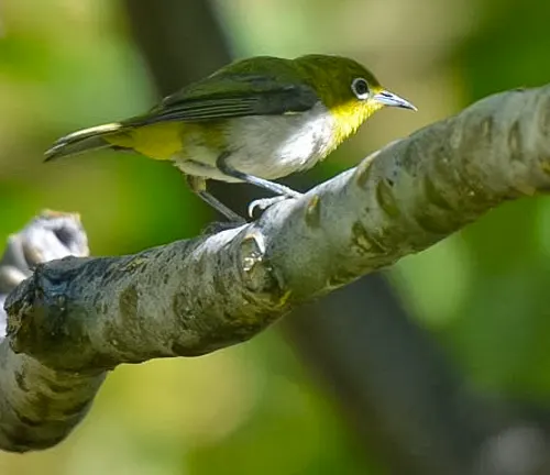 A bird with yellow and green plumage perched on a branch at Akaka Falls State Park