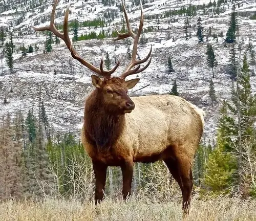 Majestic Merriam’s Elk with large antlers standing in a mountainous terrain