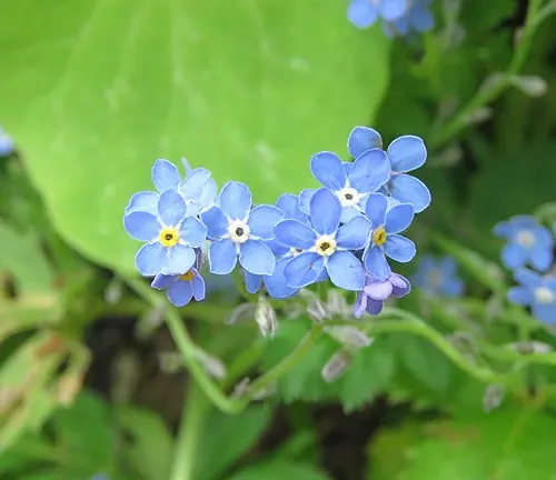 Delicate blue flowers amidst green leaves in San Juan National Forest