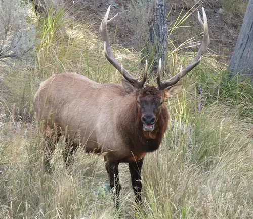 Majestic elk with large antlers standing amidst tall grass in San Juan National Forest