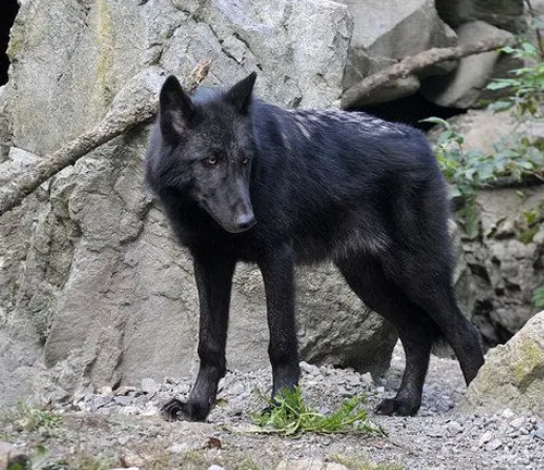 A Mackenzie Valley Wolf standing against a rocky background