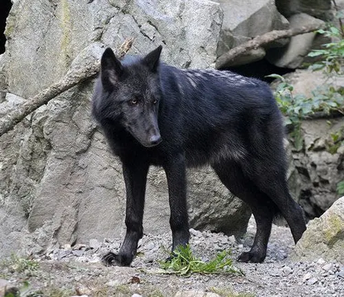 Gray Wolf - Forestry.com