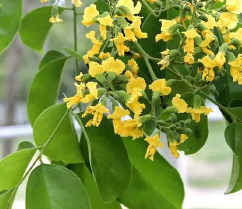 Close-up of yellow Pterocarpus macrocarpus flowers and leaves