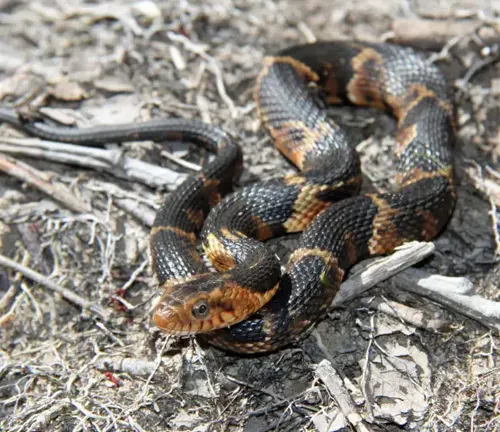 Northern Water Snake - Forestry.com