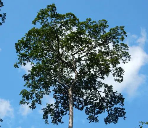 Tall Terminalia superba tree with a blue sky in the background