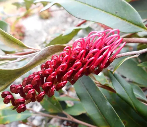 Close-up of Grevillea ‘Poorinda Royal Mantle’ flower with red petals