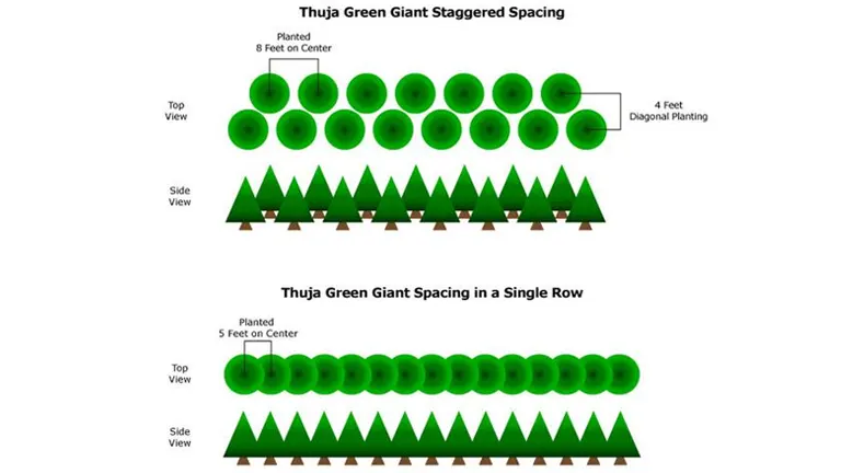 Diagram showing two planting methods for Thuja Green Giant trees for privacy