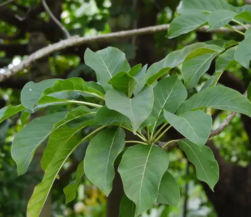 Close-up of Cinchona calisaya leaves