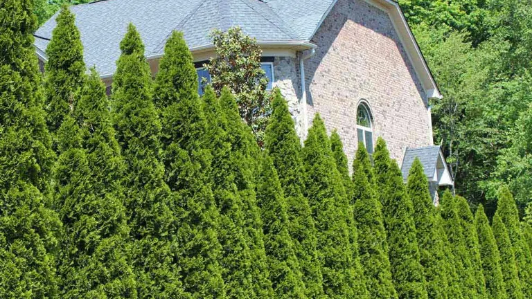 Arborvitae trees in front of a brick house