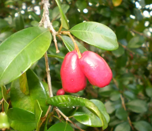 Close-up of two red Syzygium australe fruits hanging from a branch with green leaves in the background