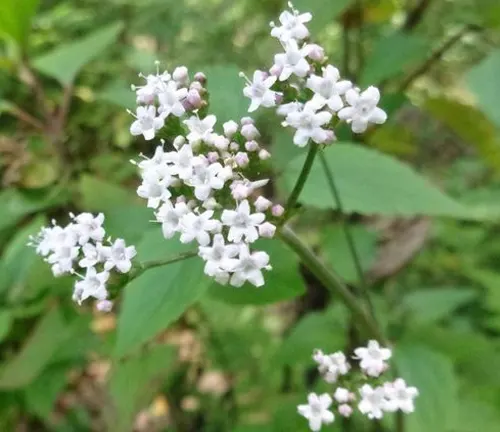 a close-up of Valeriana jatamansi flowers with white blossoms and green leaves