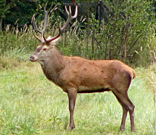 Red Deer