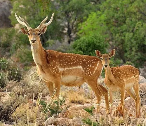 Persian Fallow Deer with large antlers and a fawn standing amidst rocks and vegetation