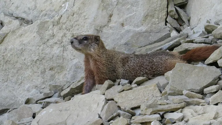 Marmot on rocky terrain at Pictograph Cave State Park