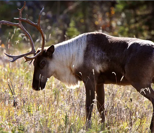 Mountain Caribou with large, impressive antlers standing amidst tall grass and wildflowers, bathed in natural sunlight