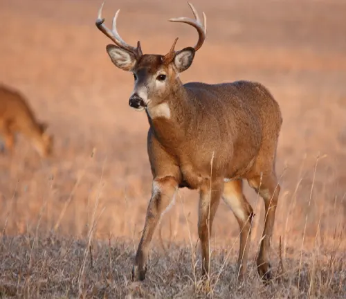 Northern White-tailed Deer with prominent antlers standing in a field of dry grass
