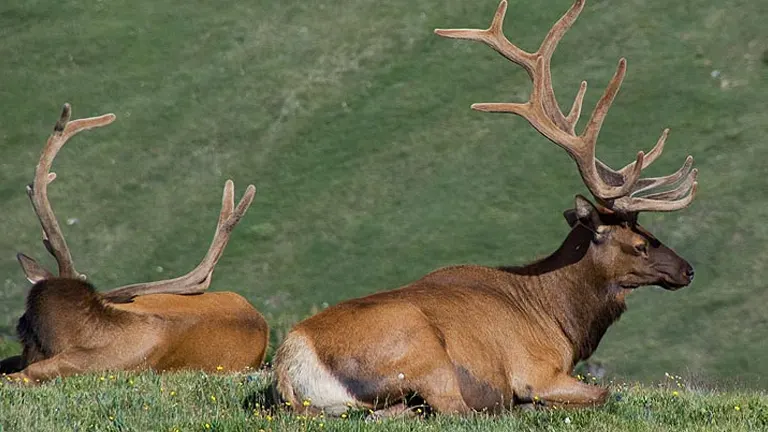 Two elk resting on a vibrant green field