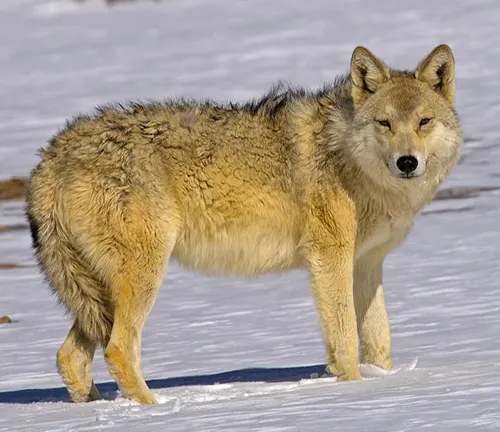 A Himalayan Wolf standing in the snow