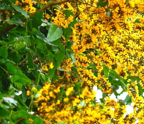 Close-up of Pterocarpus marsupium tree with yellow flowers
