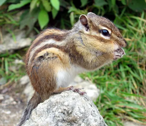 Siberian Chipmunk sitting on a rock in a natural habitat