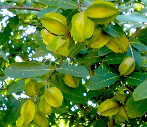 Close-up of Terminalia arjuna leaves and fruit