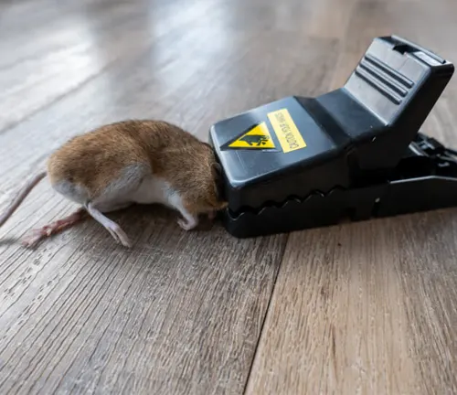 House Mouse 