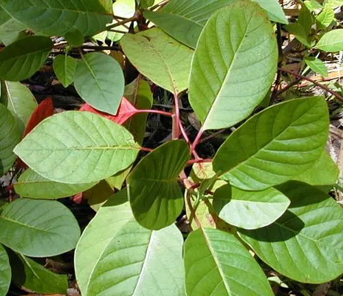 Green and red leaves of Cinchona pitayensis plant