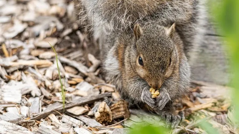 Squirrel nibbling on a wood chip amidst scattered wood chips