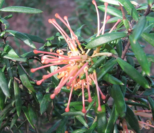 Close-up of Grevillea ‘Poorinda Queen’ flower with orange and pink tendrils