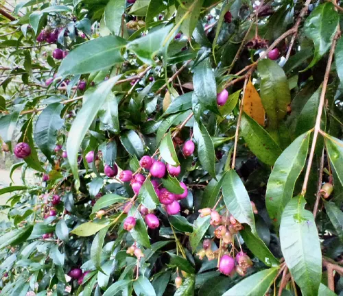 Close up of Syzygium paniculatum plant with purple berries and green leaves