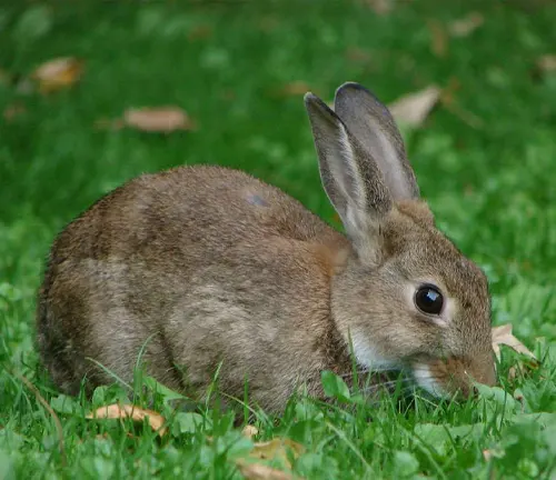 Iberian Rabbit grazing on lush green grass in a natural setting