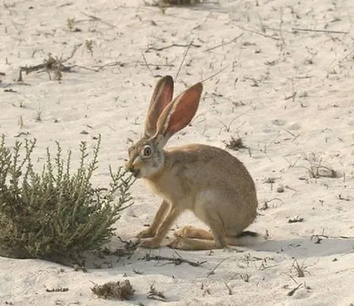 Arabian Hare crouched on sandy ground with sparse vegetation in a natural desert environment