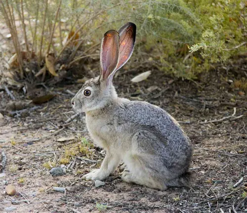 Alert Black-tailed Jackrabbit with large ears sitting on the ground amidst small rocks and sparse vegetation