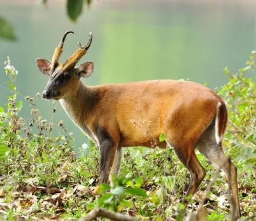 A Leaf Muntjac standing amidst greenery with a water body in the background