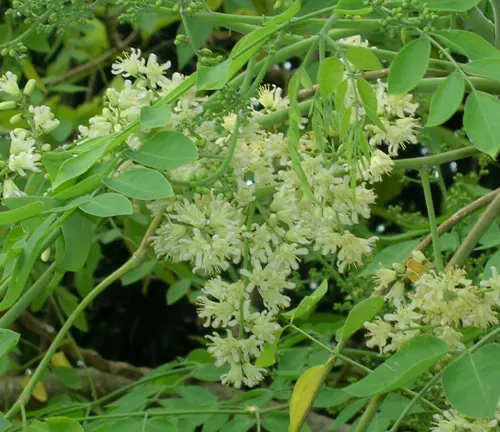 Moringa stenopetala plant with numerous vibrant green leaves and clusters of small white flowers