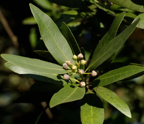 Umbellularia californica” plant, also known as California bay laurel, with dark green, glossy leaves and a cluster of small, pale green buds about to bloom