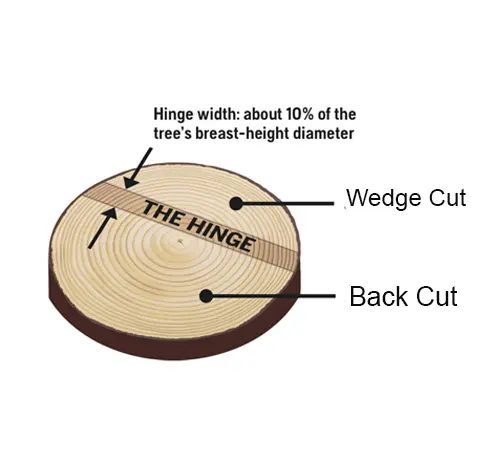 Illustration showing hinge, wedge, and back cut on a tree trunk cross-section for safe tree felling