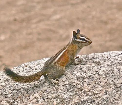 California Chipmunk perched on a rock in an outdoor setting