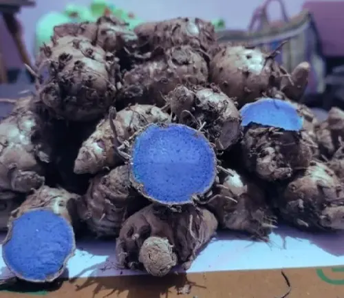 Pile of Curcuma caesia roots with vibrant blue interiors expose