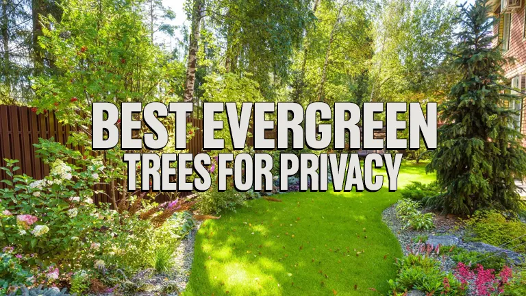 Best Evergreen Trees for Privacy