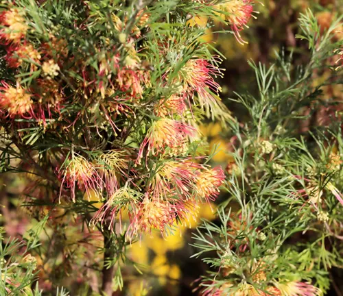 Close-up of Grevillea ‘Flora Mason’ flowers and foliage