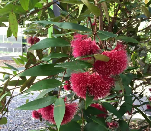 Close up of Syzygium wilsonii plant with red flowers and green leaves