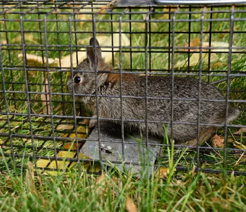 A Brush Rabbit trapped in a metal cage placed on grass