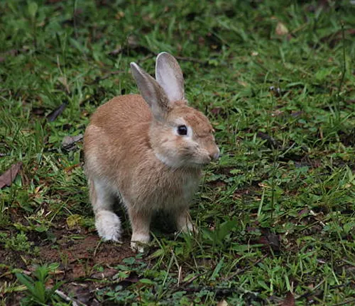 Brown Algerian Rabbit standing on lush green grass in an outdoor setting